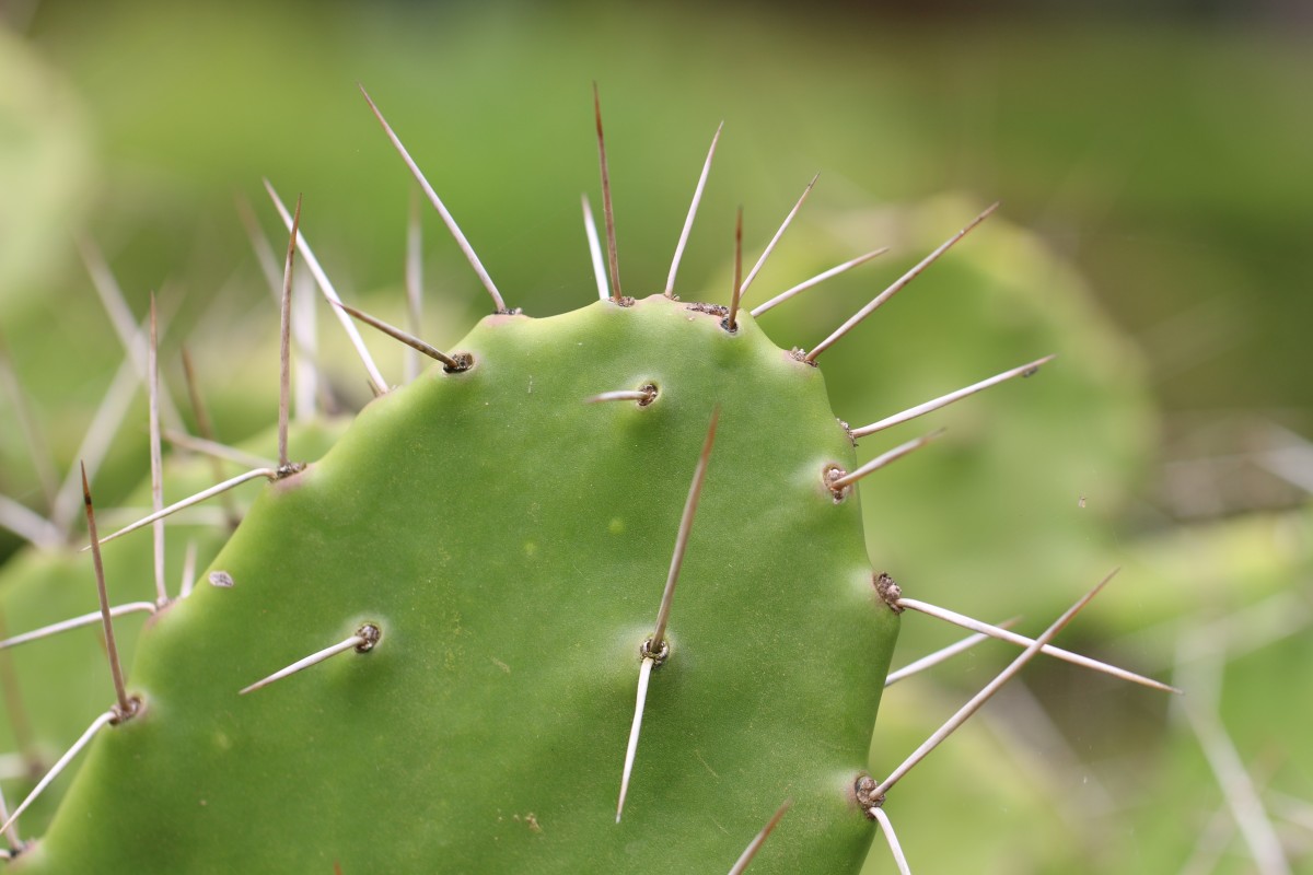 Opuntia monacantha Haw.